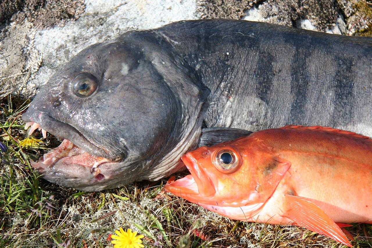 Der Steinbeißer: ein hochgeschätzter Speisefisch